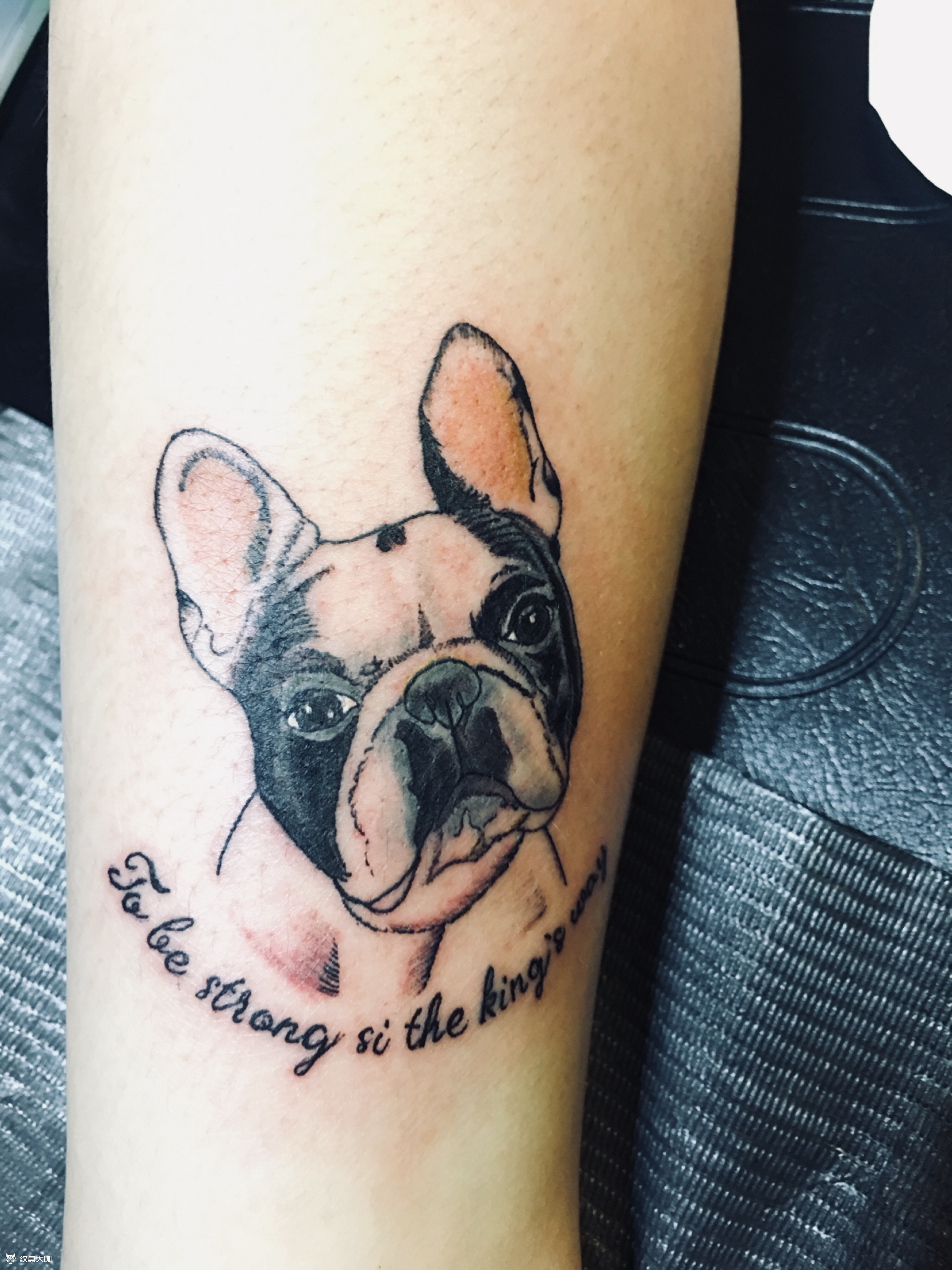 斗牛犬_纹身图案手稿图片_云鬼的纹身作品集