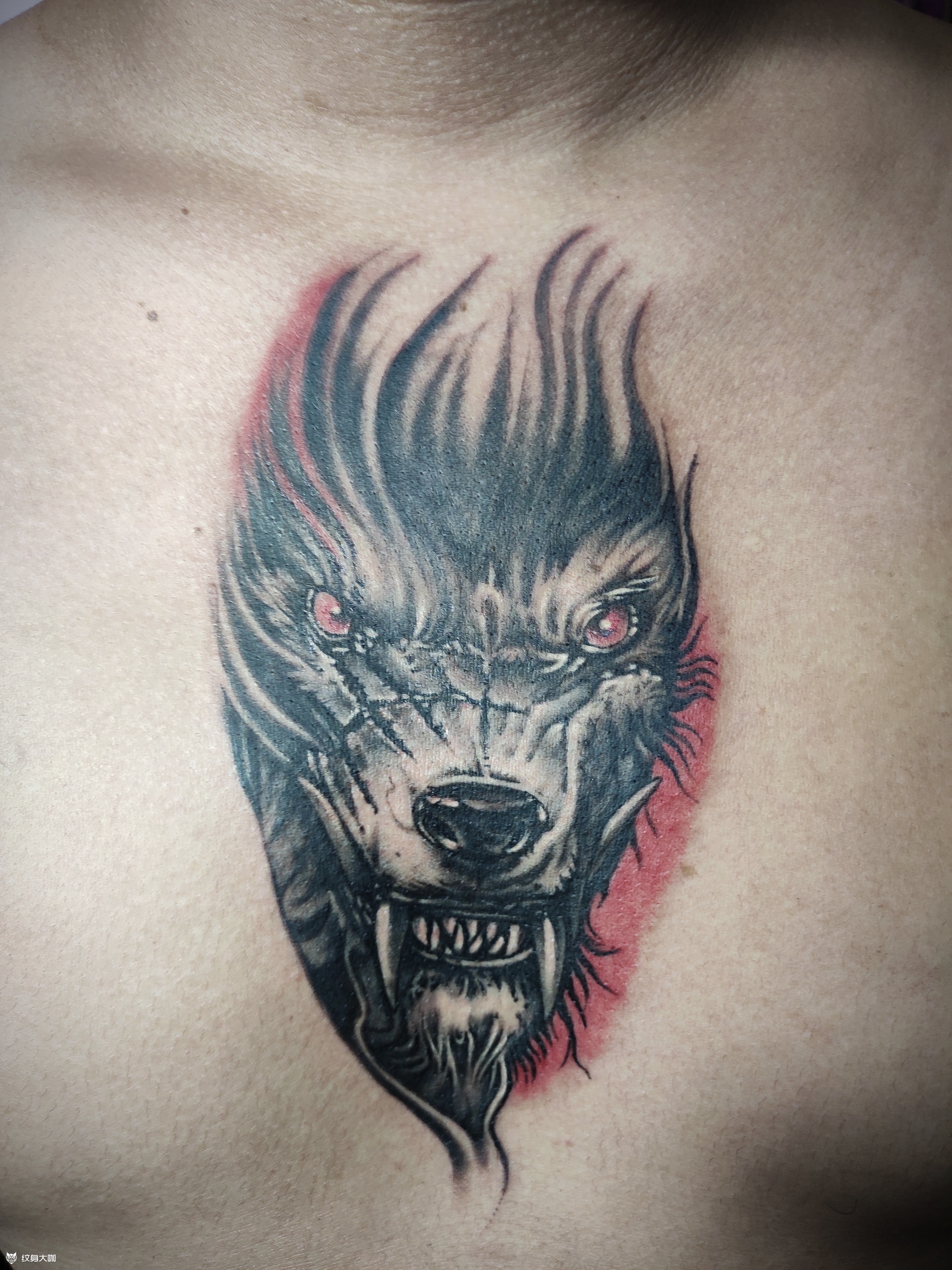 刚完成胸口凶猛狼头_纹身吧社区 - 纹身大咖