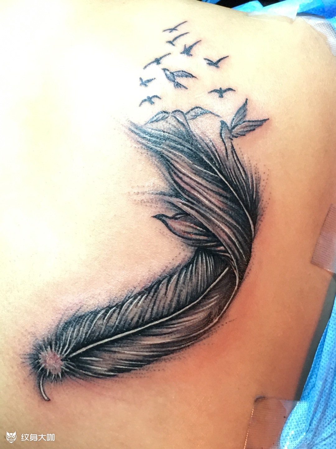 羽毛_纹身图案手稿图片_阿祖的纹身作品集