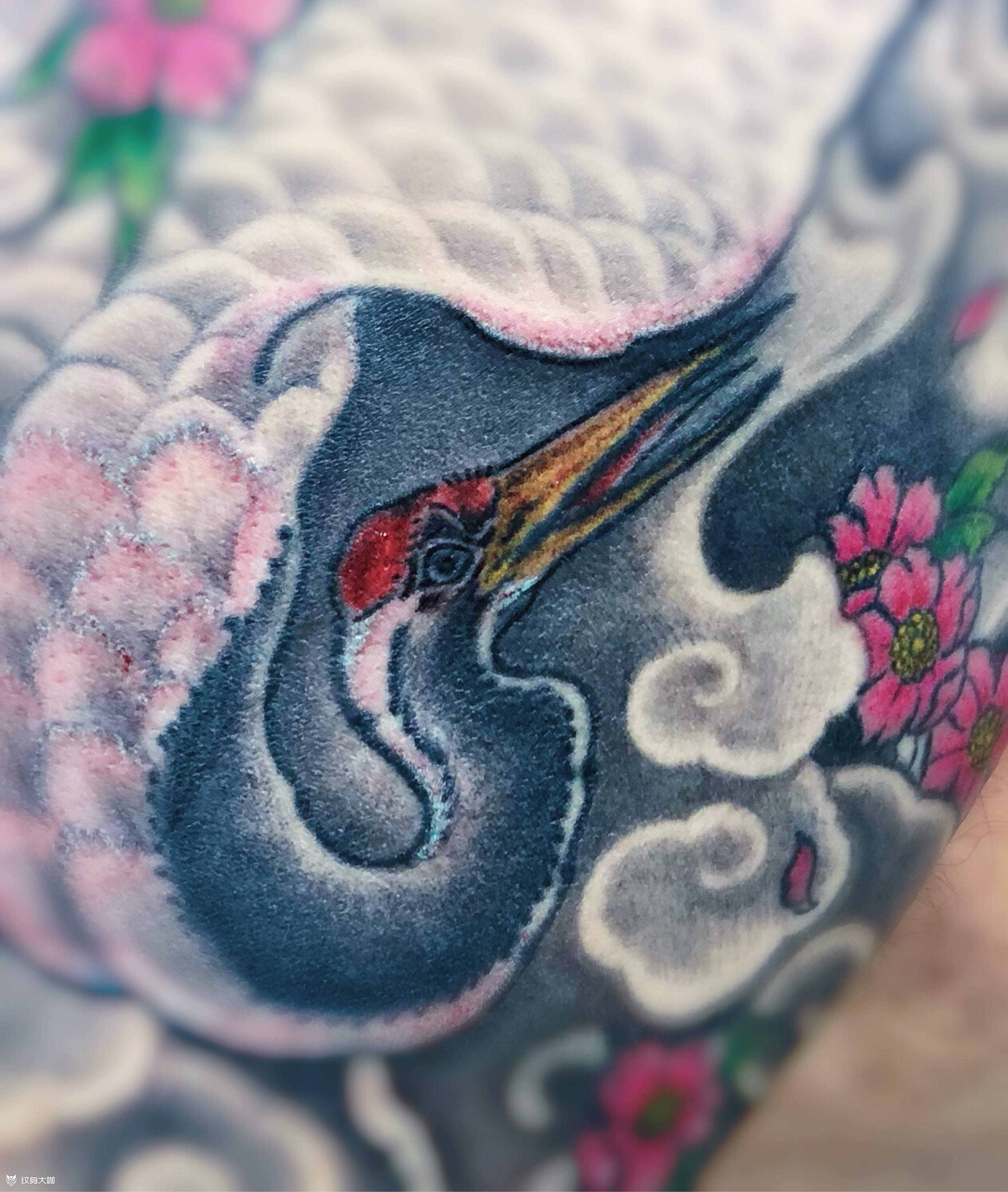 半甲仙鹤_纹身图案手稿图片_queen 的纹身作品集