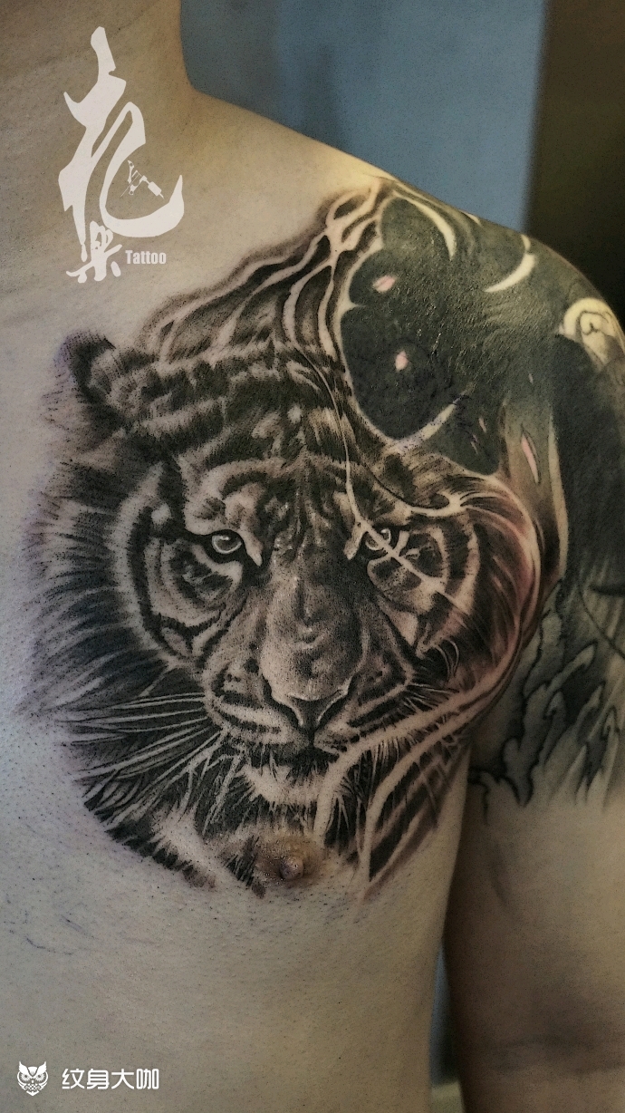 传统接素描胸口接大猫_纹身图案手稿图片_札乐的纹身作品集