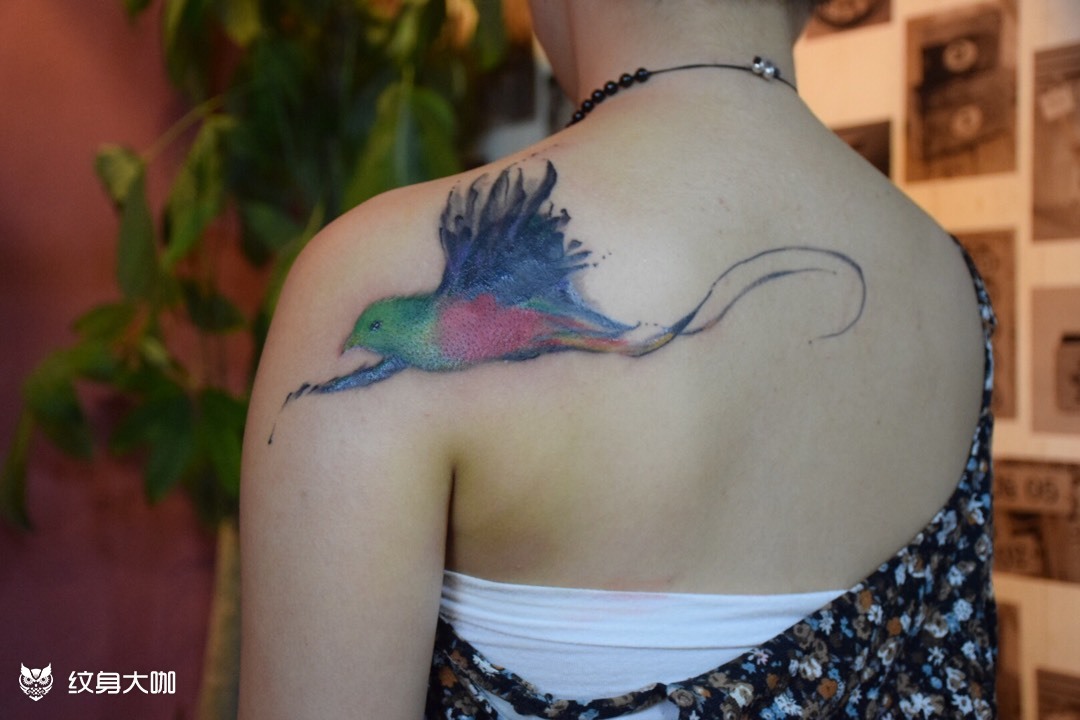 自由鸟_纹身图案手稿图片_古一的纹身作品集