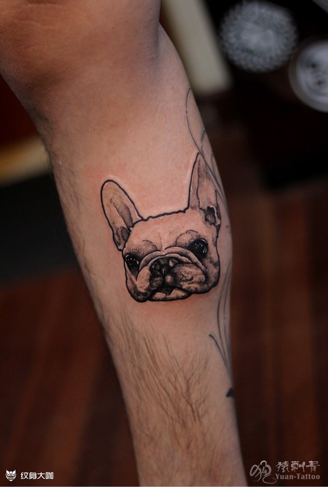 家有萌宠 小法斗_纹身图案手稿图片_袁继波的纹身作品集