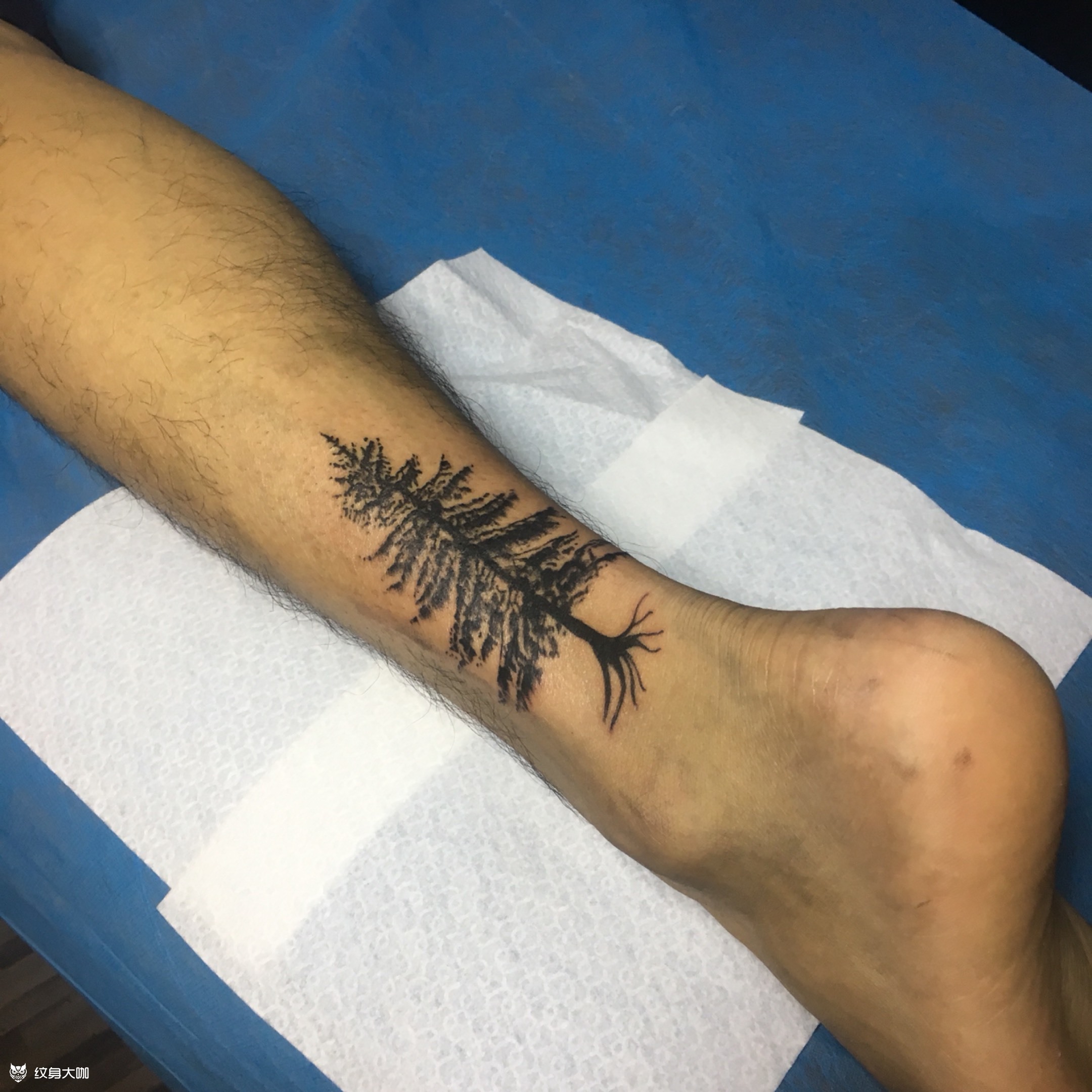 松树_纹身图案手稿图片_索.的纹身作品集