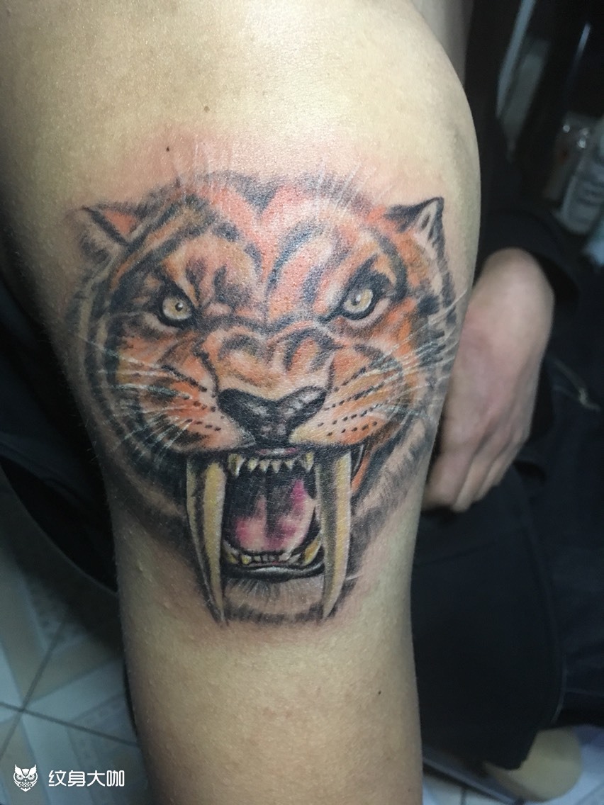 剑齿虎_纹身图案手稿图片_大良造的纹身作品集
