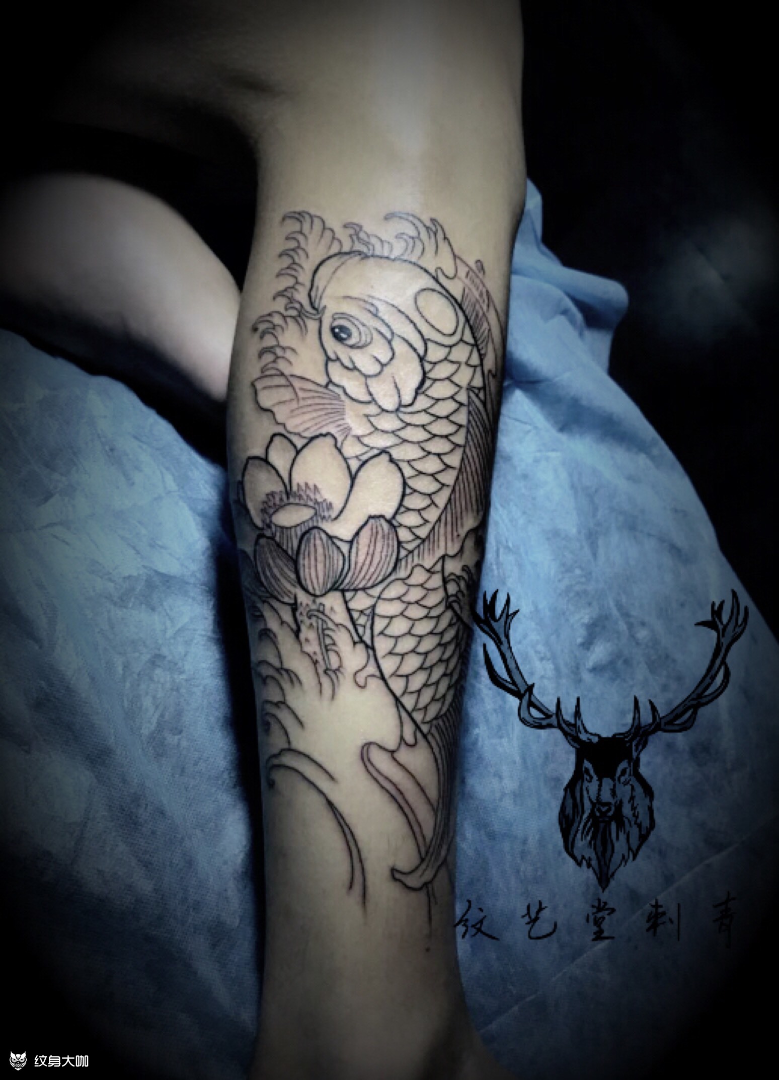 小腿锦鲤割线_纹身图案手稿图片_张志宏的纹身作品集