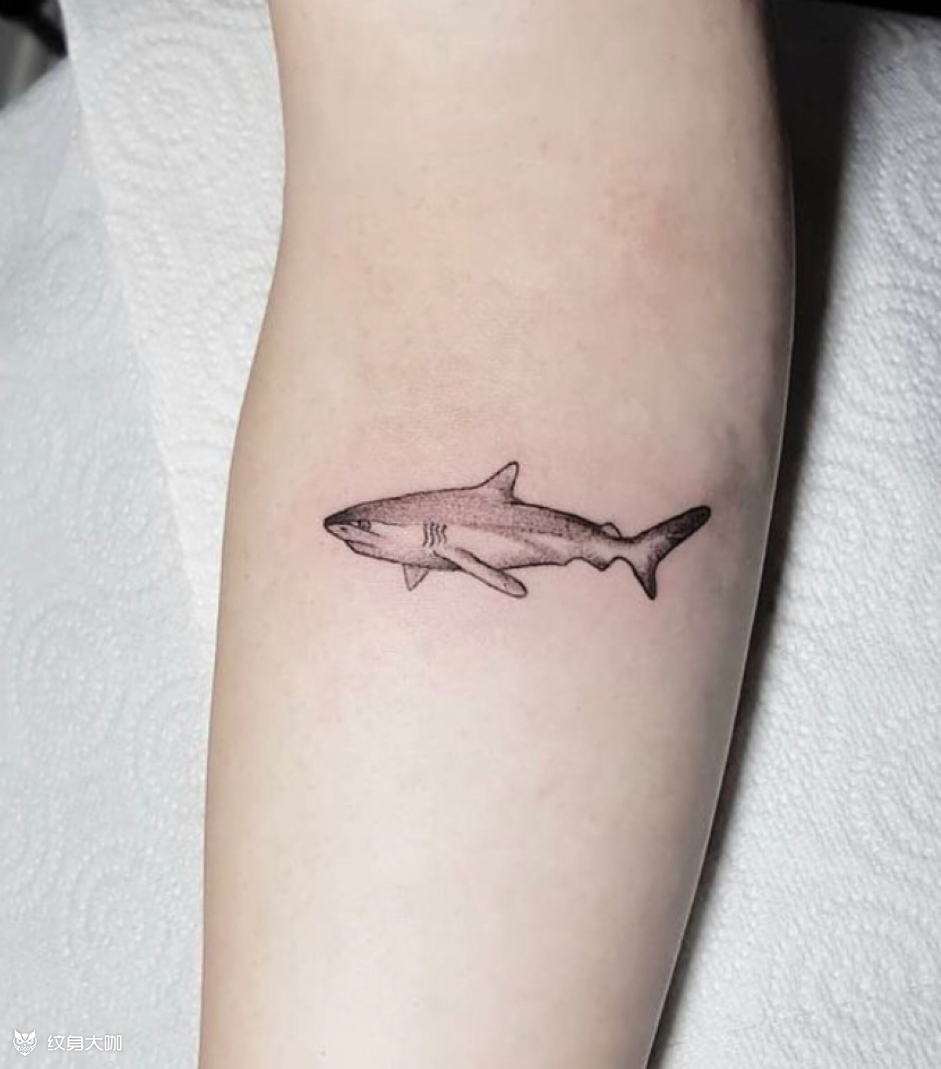 小清新 鱼_纹身图案手稿图片_l·哈雷的纹身作品集