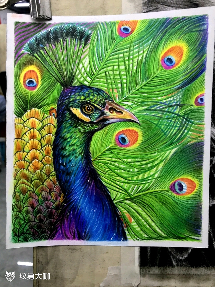 彩铅孔雀