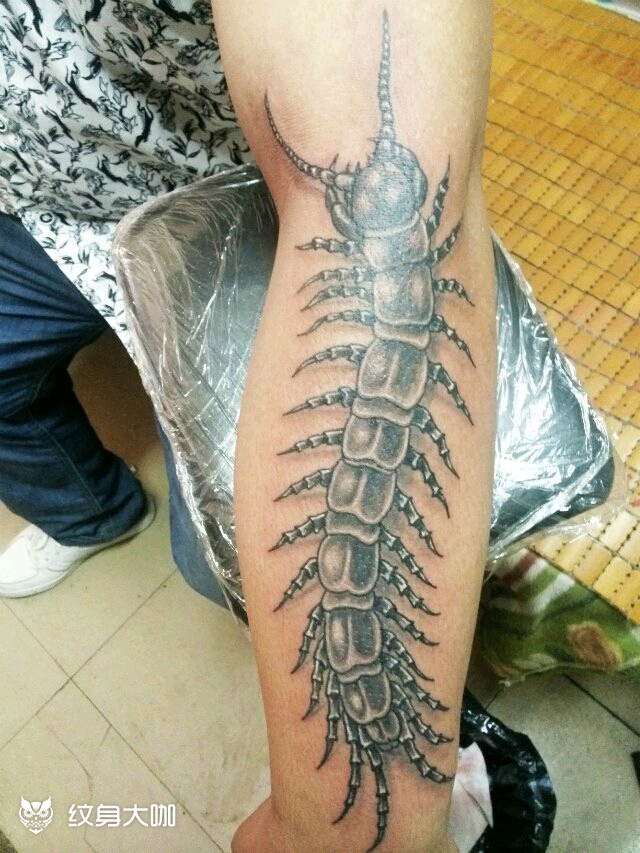 蜈蚣_纹身图案手稿图片_金建的纹身作品集