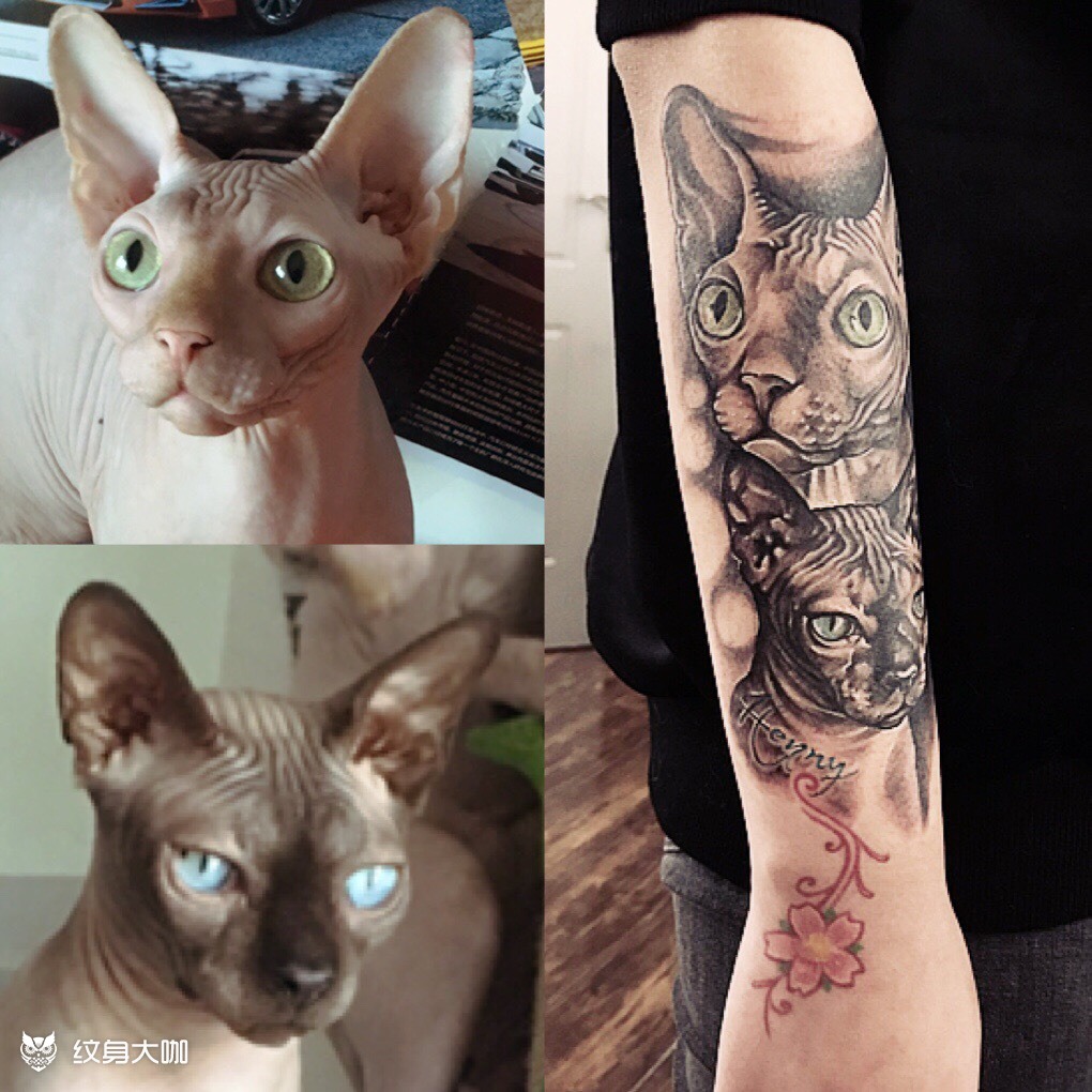 斯芬克斯猫