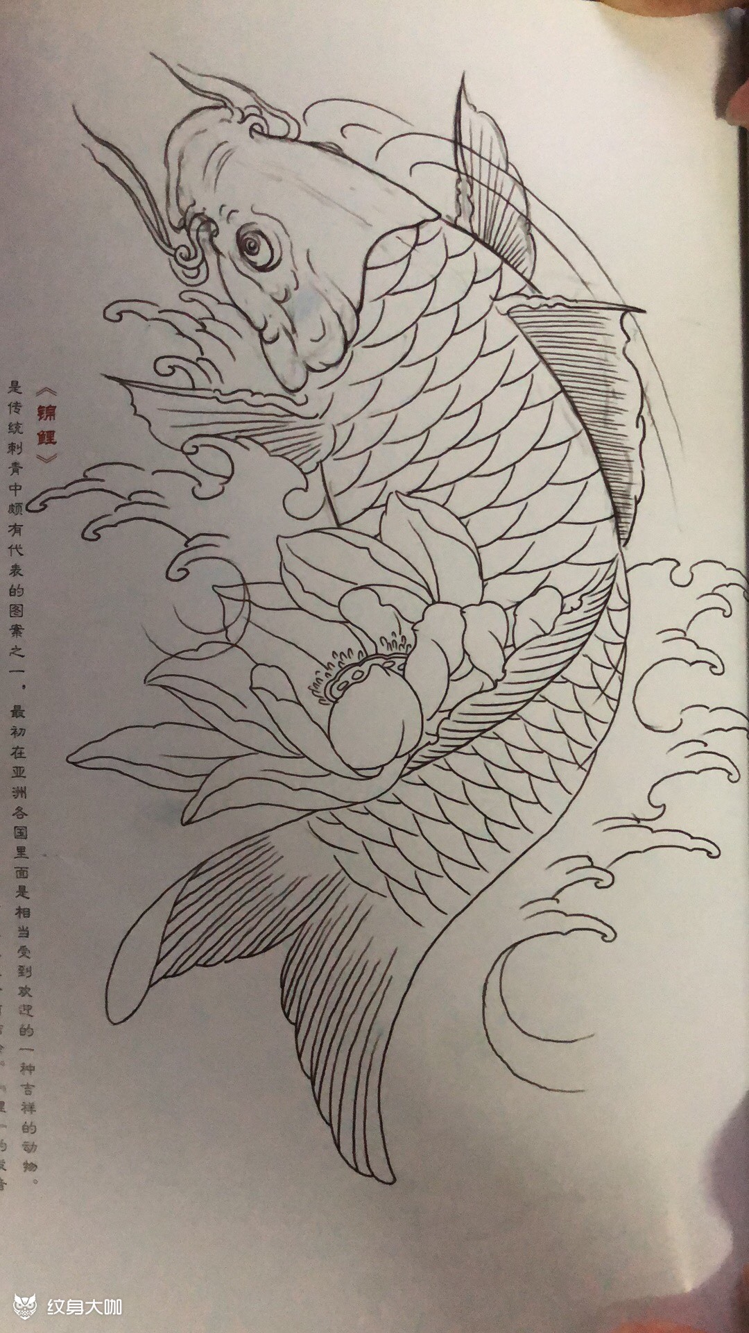 鲤鱼遮盖未完_纹身图案手稿图片_李蒙的纹身作品集