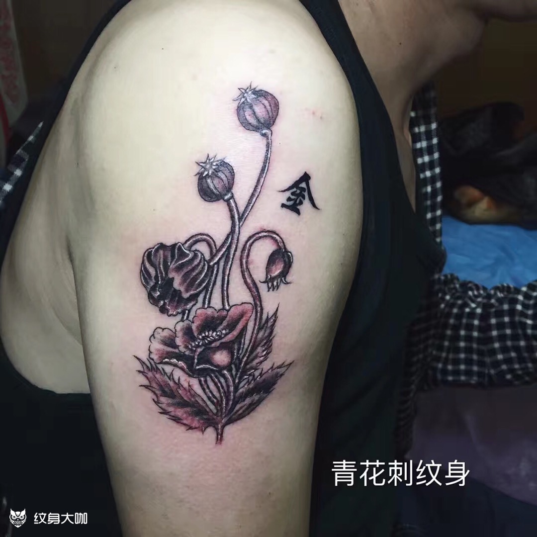 罂粟花_纹身图案手稿图片_青花刺的纹身作品集