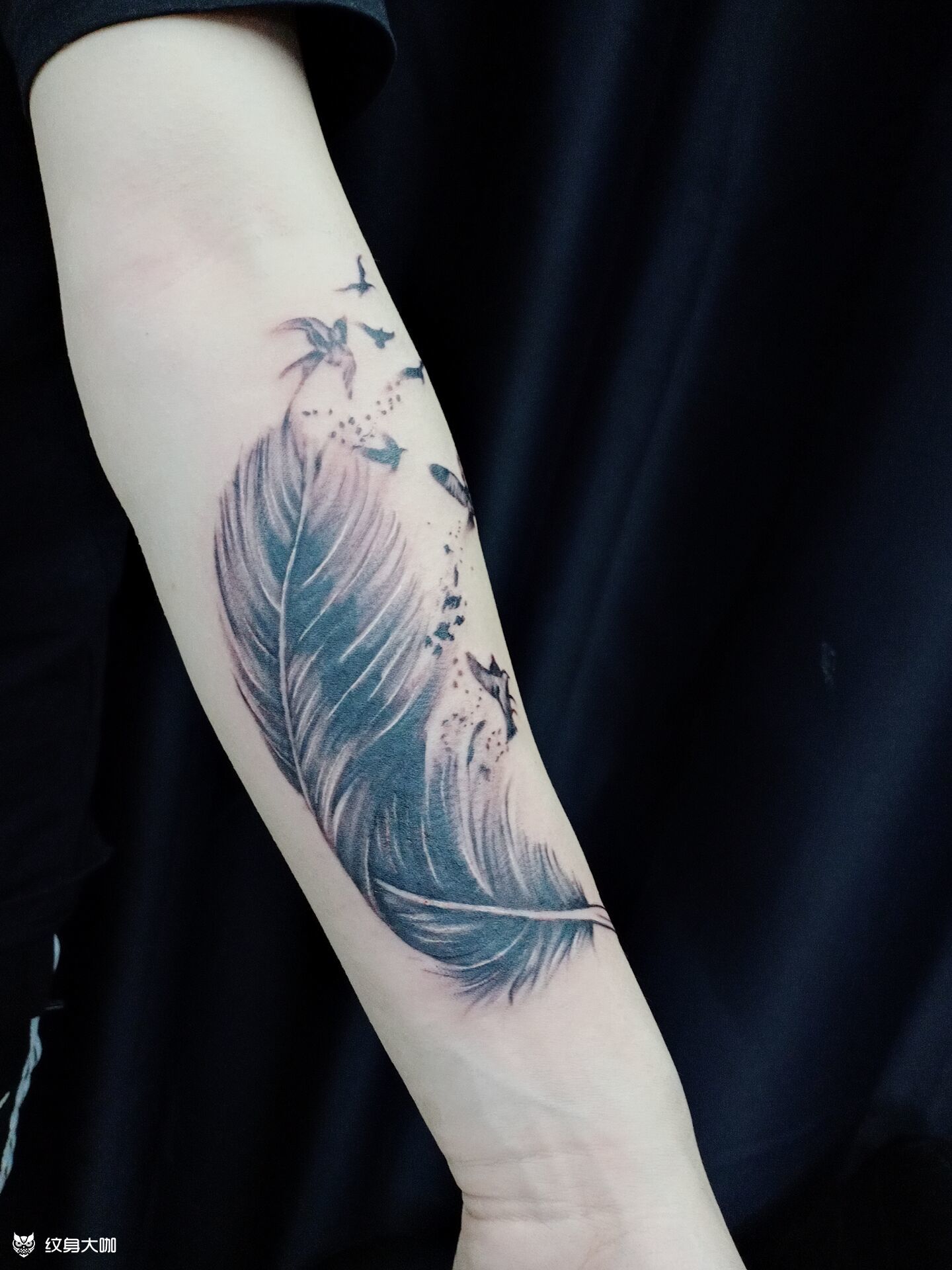 羽毛遮盖_纹身吧社区 - 纹身大咖
