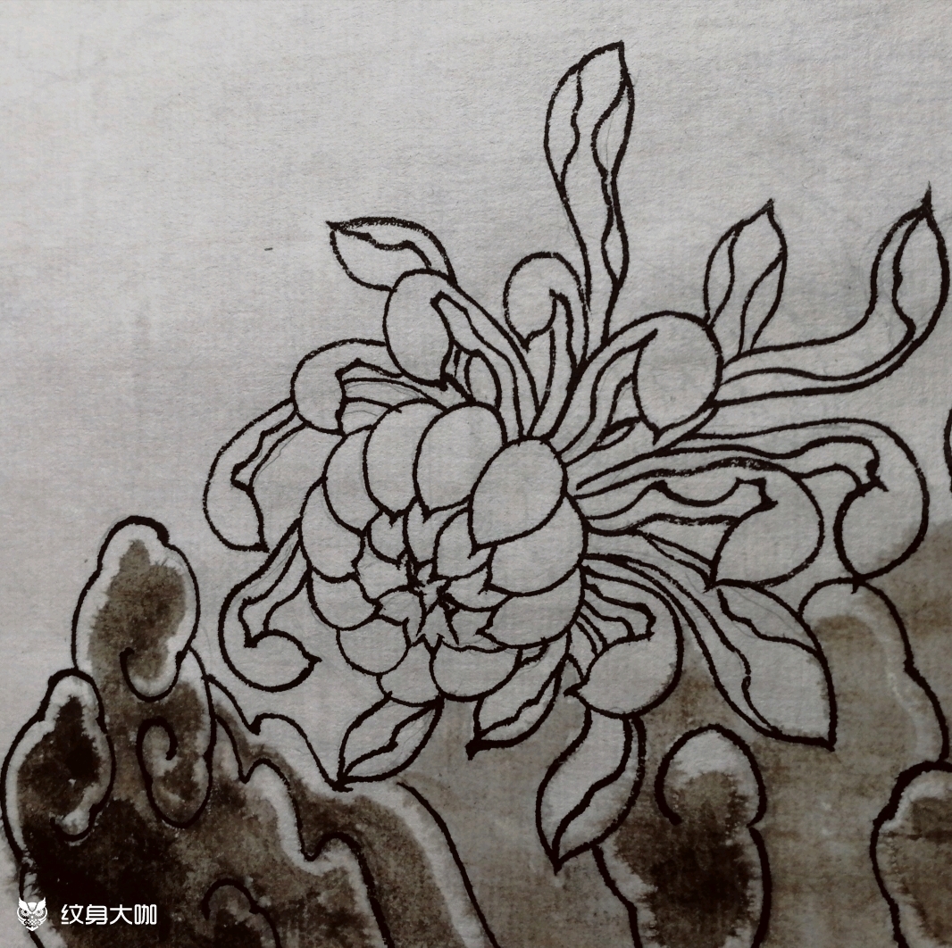 菊花手稿_纹身图案手稿图片_海东的纹身作品集