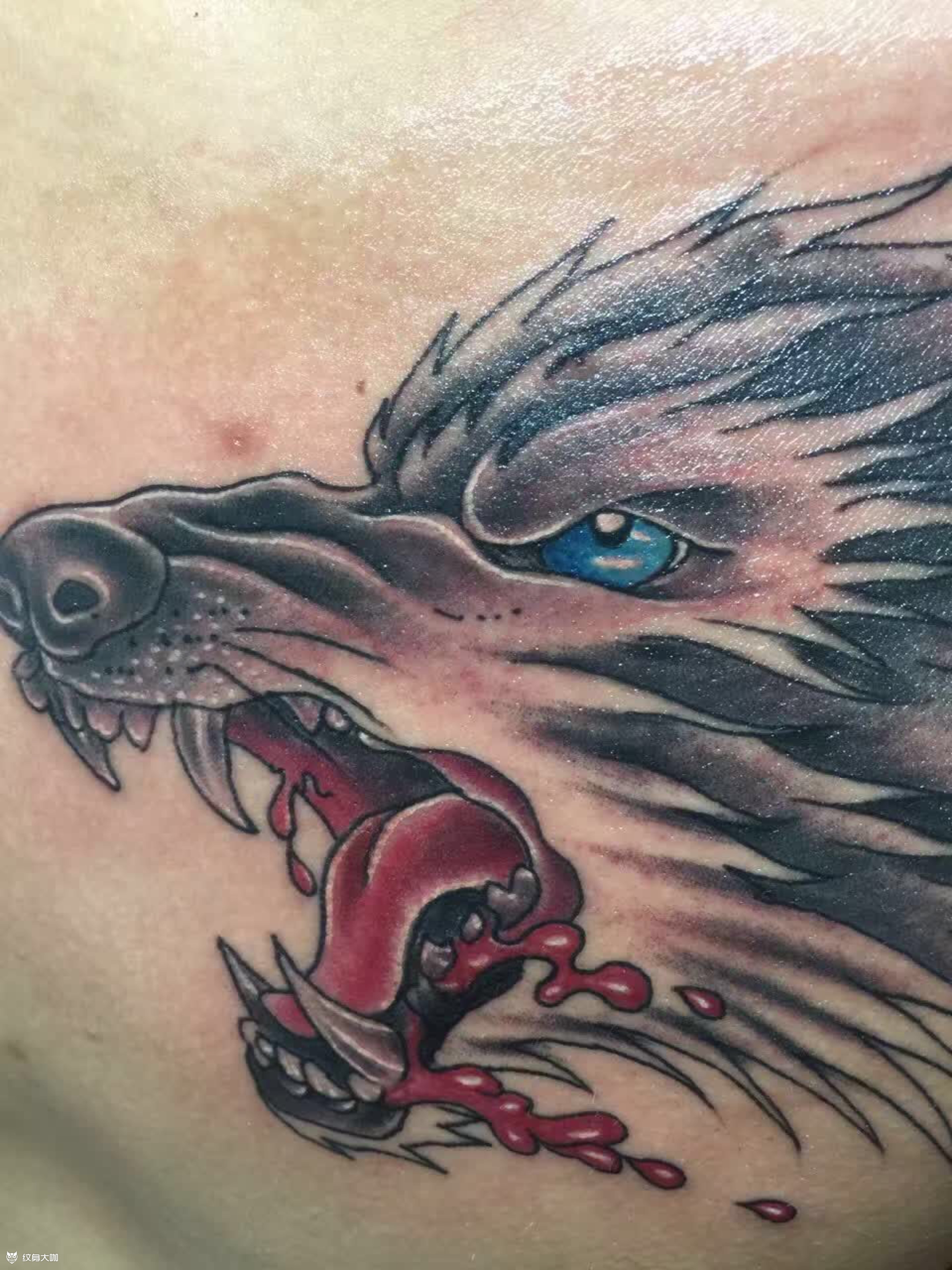 狼头一头_纹身图案手稿图片_黄东良的纹身作品集