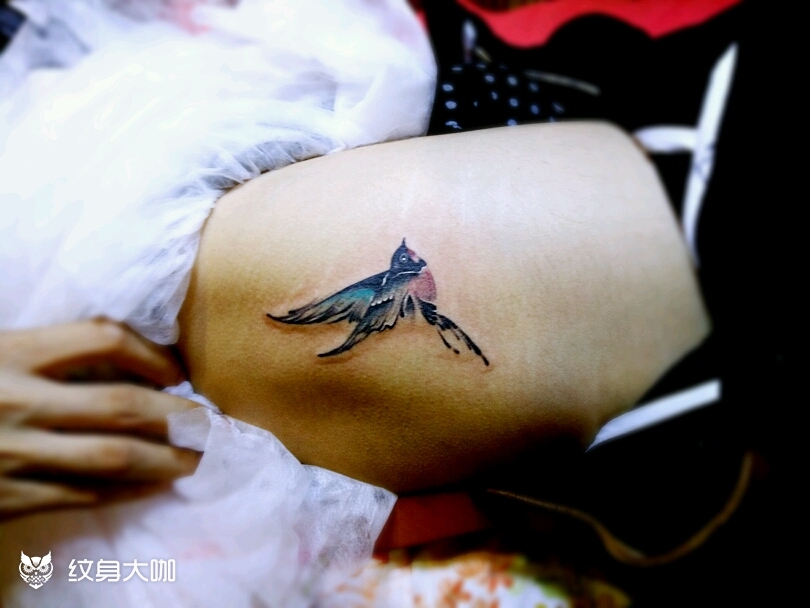 鸟_纹身图案手稿图片_独腿文身师_阿布的纹身作品集
