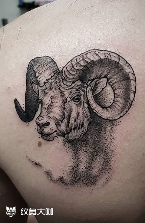 羊头纹身图案手稿图片