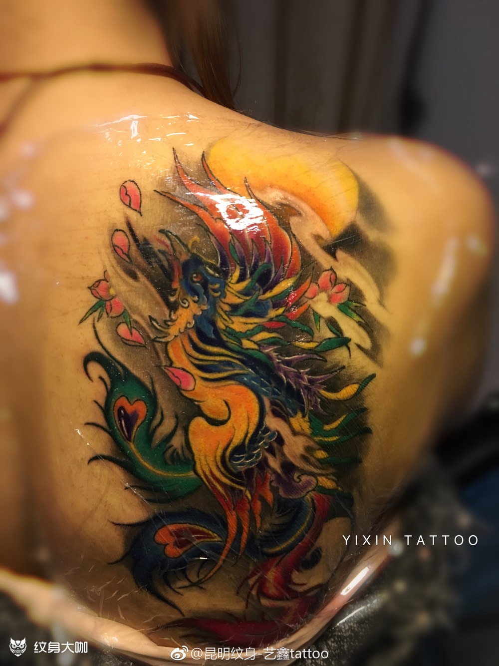 新传统凤凰_纹身图案手稿图片_田超的纹身作品集