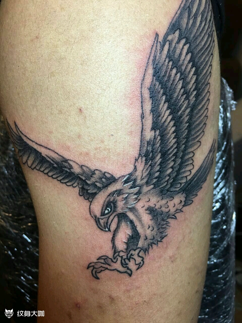 翱翔老鹰_纹身图案手稿图片_菜菜的纹身作品集