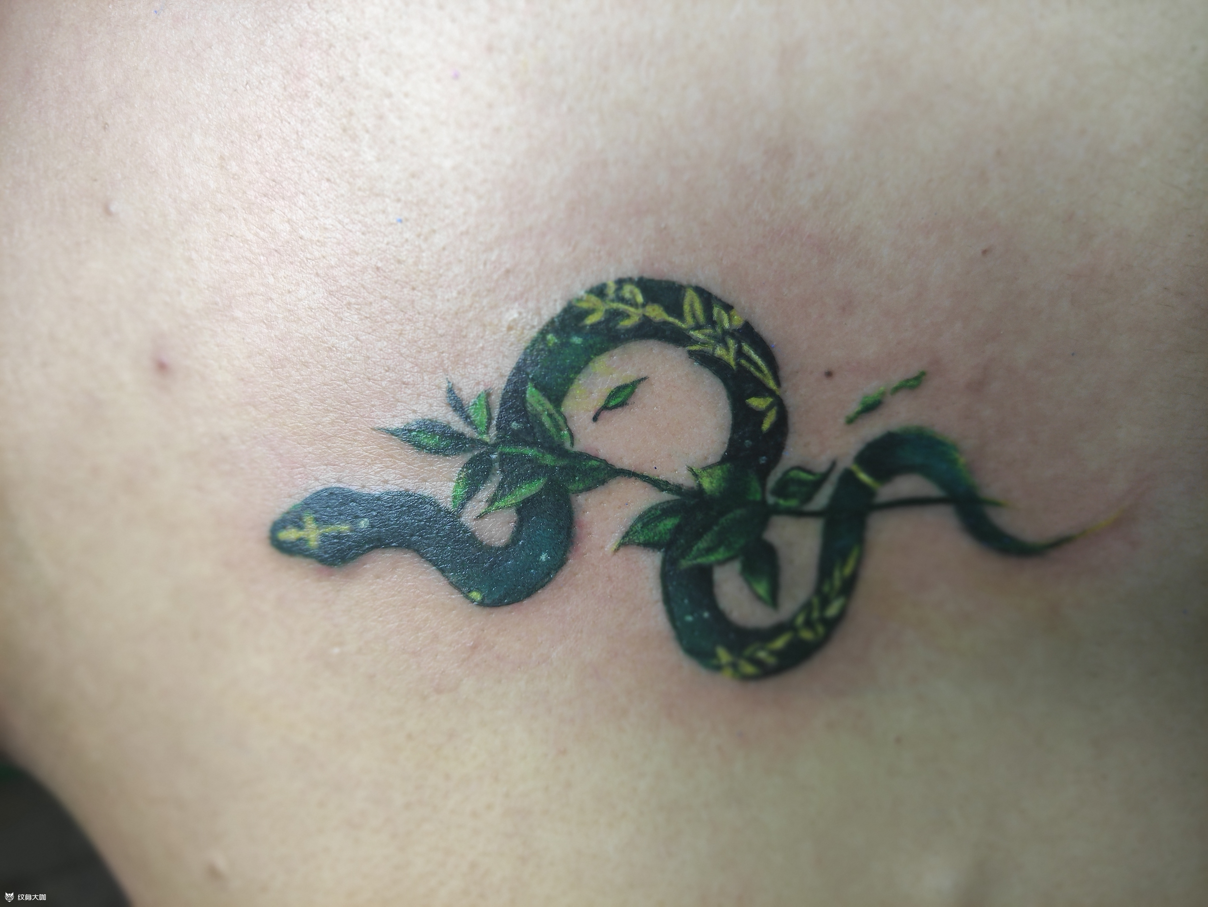 小青蛇_纹身图案手稿图片_冰河的纹身作品集