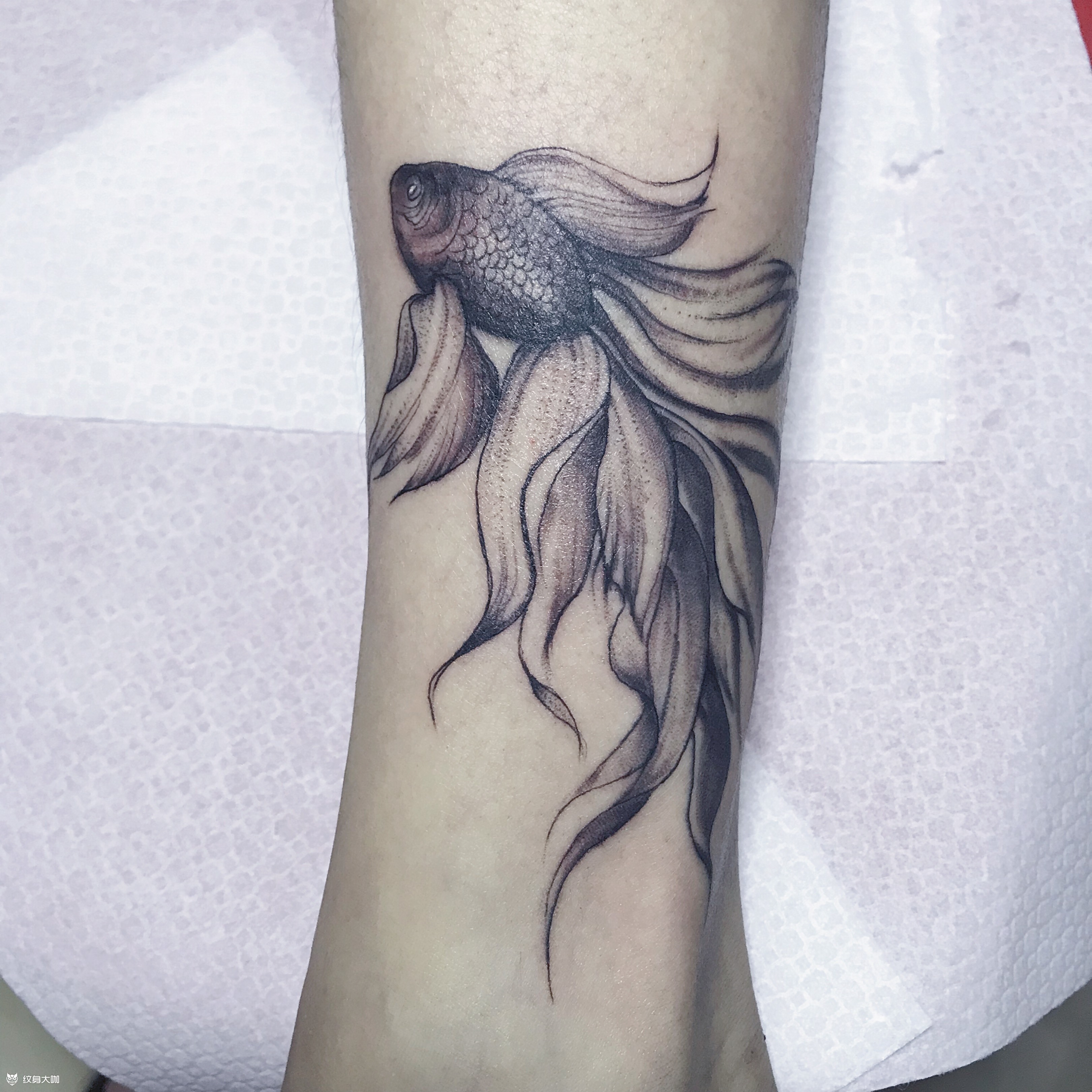 金鱼_纹身图案手稿图片_十三的纹身作品集