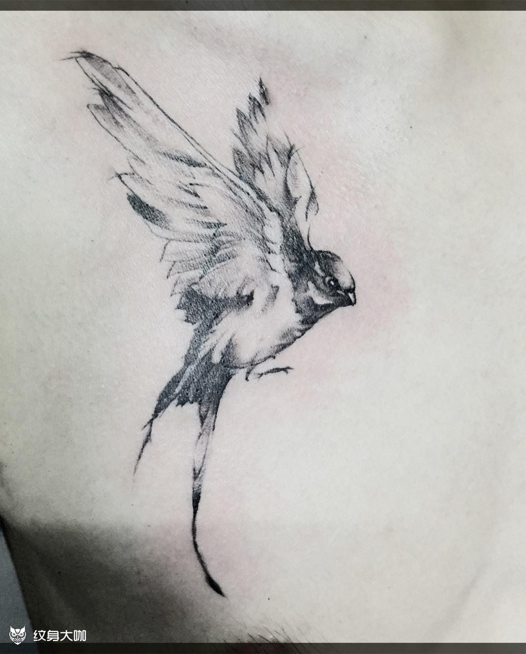 燕子_纹身图案手稿图片_慧释迦的纹身作品集