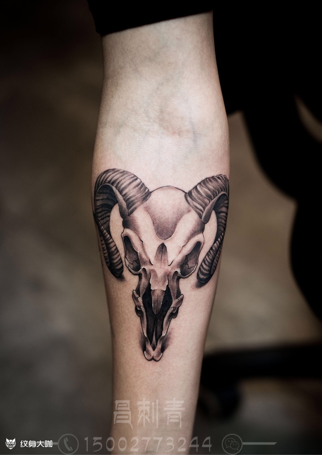 羊头骷髅_纹身图案手稿图片_李昌的纹身作品集