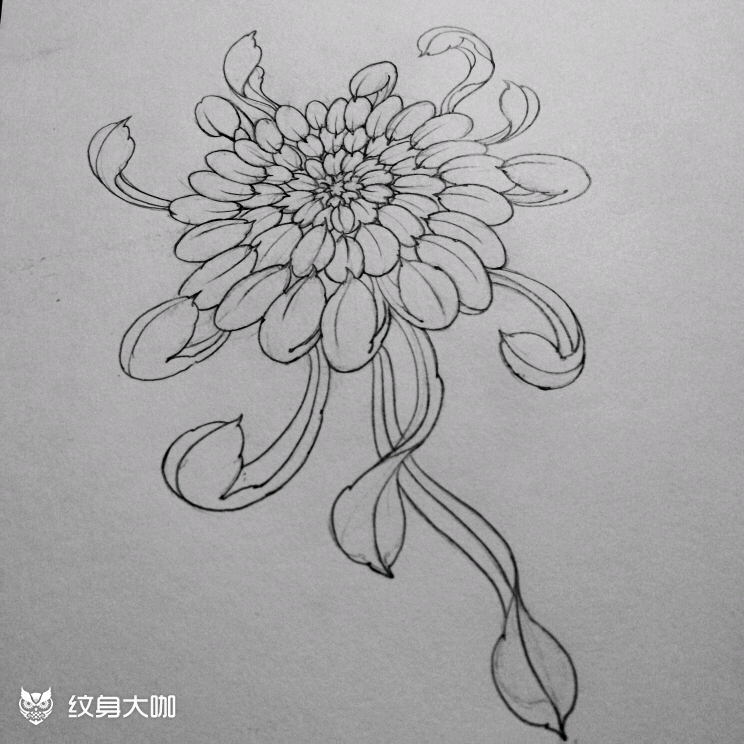 菊花_纹身图案手稿图片_海东的纹身作品集