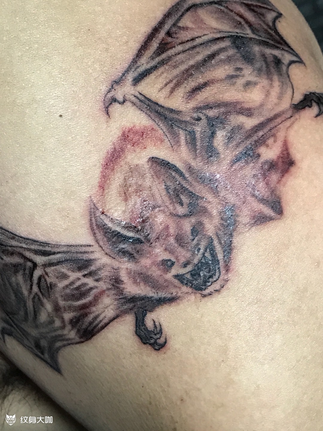 写实蝙蝠_纹身图案手稿图片_银路的纹身作品集