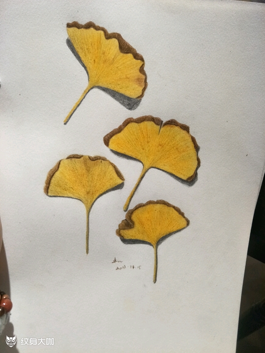 银杏树怎么画彩铅图片