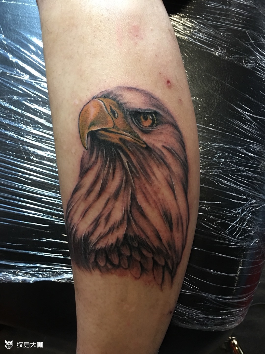 小腿鹰头_纹身图案手稿图片_丁磊的纹身作品集