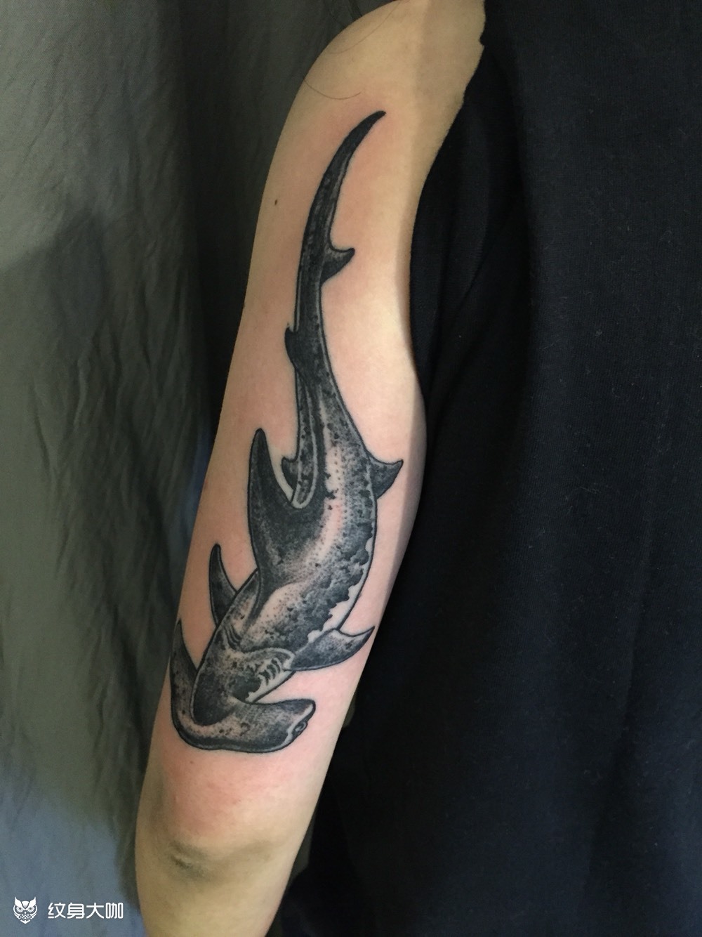 锤头鲨_纹身图案手稿图片_老和的纹身作品集