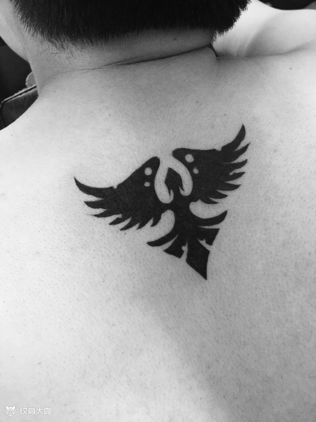 不死鸟_纹身图案手稿图片_北京针刺tattoo·杏的纹身作品集