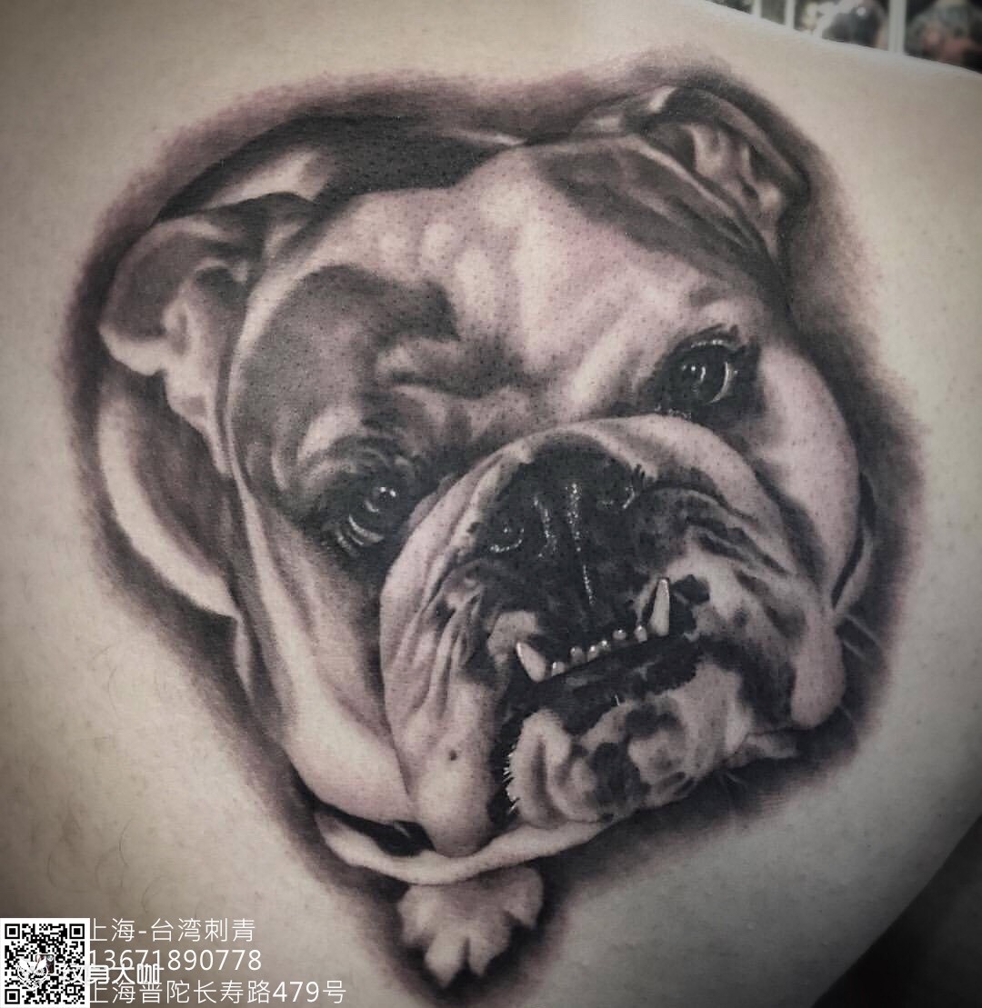 英国斗牛犬_纹身图案手稿图片_天龙堂的纹身作品集