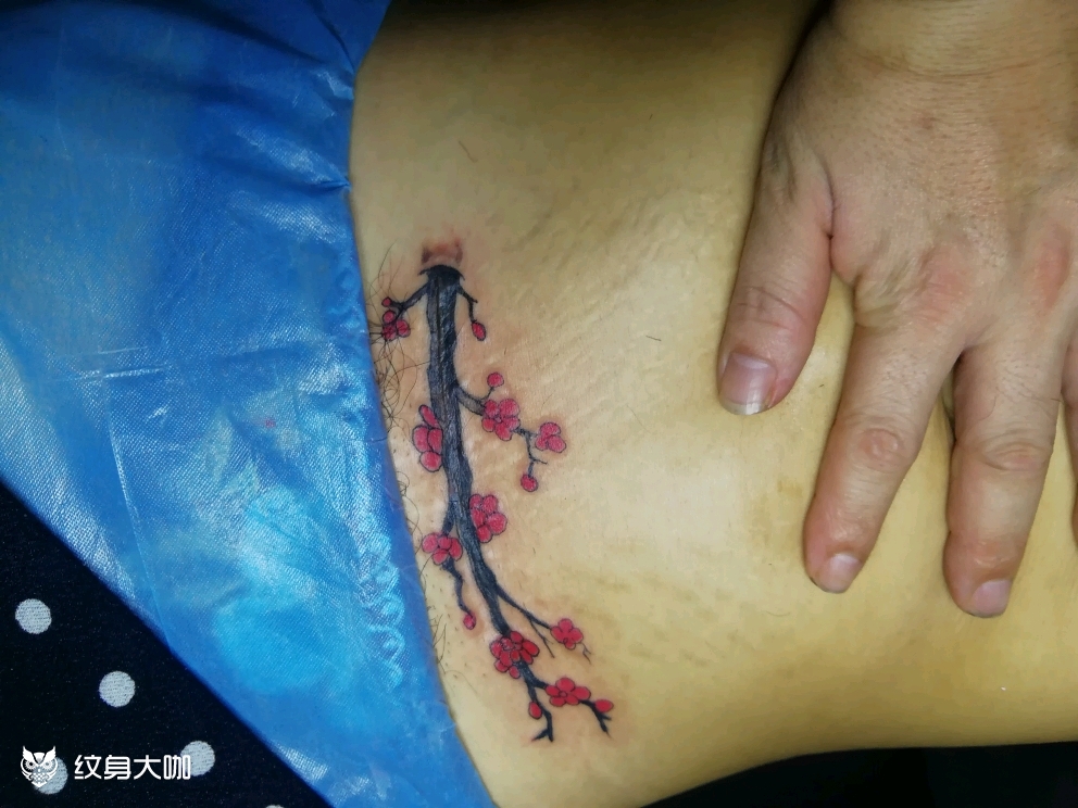 女生剖腹产遮盖_纹身图案手稿图片_会龙堂纹艺的纹身作品集