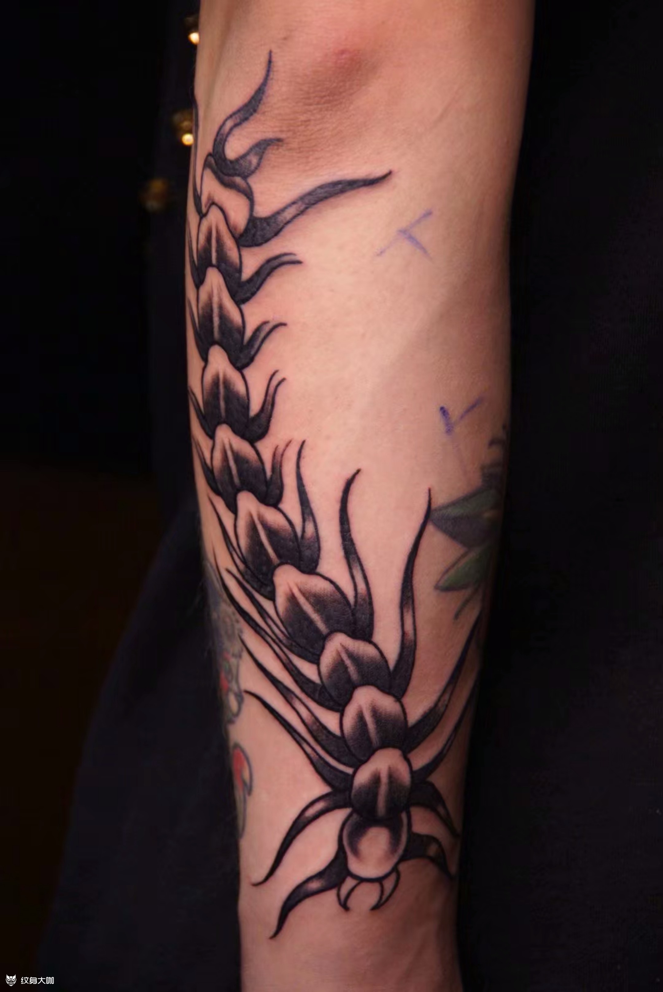 蜈蚣old school的蜈_纹身吧社区 - 纹身大咖